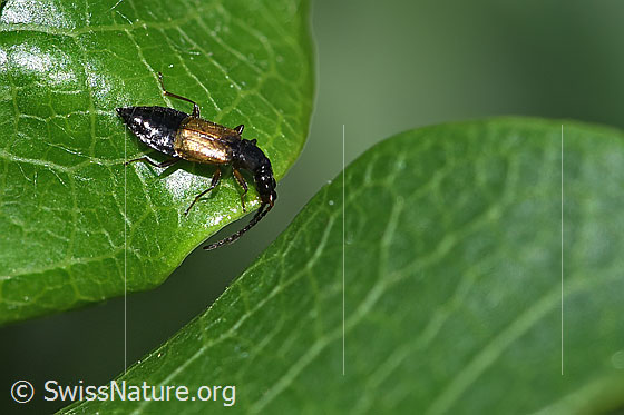 Foto: Anthophagus alpinus (Kurzflügler). Länge 3 - 4mm. Weibchen. Ansicht von oben.