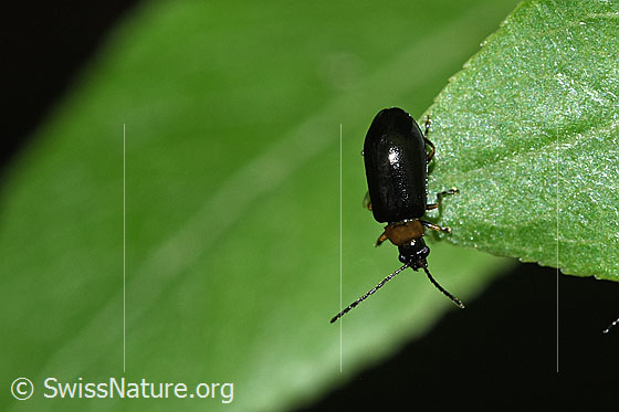 Foto: Schwarzer Weidenblattkäfer (Luperus luperus). Länge 4mm. Weibchen. Ansicht von oben.