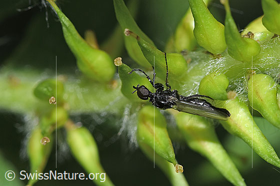 Photo: Dilophus febrilis. Length 5mm. Male. View from the side.