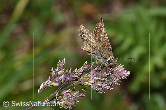Foto: Dunkler Dickkopffalter (Erynnis tages) auf Rispe. Flügel geschlossen. Ansicht von seitlich vorne oben.