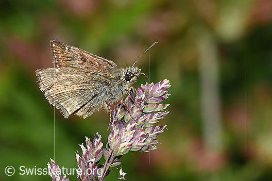 Foto: Dunkler Dickkopffalter (Erynnis tages) auf Rispe. Flügel geschlossen. Ansicht von der Seite.