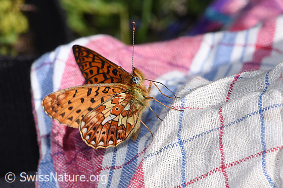 Foto: Silberfleck-Perlmuttfalter (Boloria euphrosyne). Flügel halb geöffnet. Ansicht von seitlich vorne.