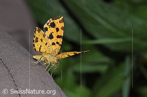 Foto: Pantherspanner (Pseudopanthera macularia). Wird auch Gelber Fleckenspanner genannt. Flügel halb geschlossen. Ansicht von seitlich vorne.