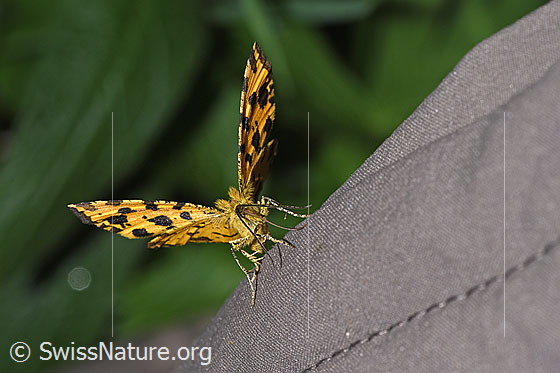 Foto: Pantherspanner (Pseudopanthera macularia). Wird auch Gelber Fleckenspanner genannt. Flügel halb geöffnet. Ansicht von vorne.
