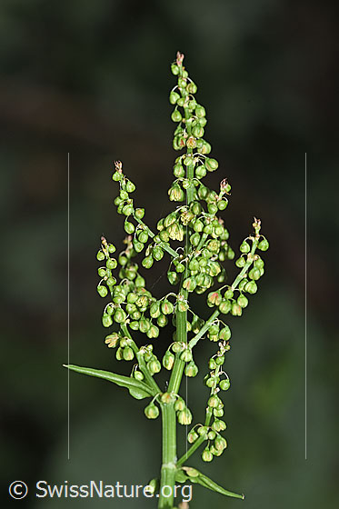 Foto: Berg-Sauerampfer (Rumex alpestris). Blütenstand. Blüten noch geschlossen. Höhe der ganzen Pflanze: 64cm.