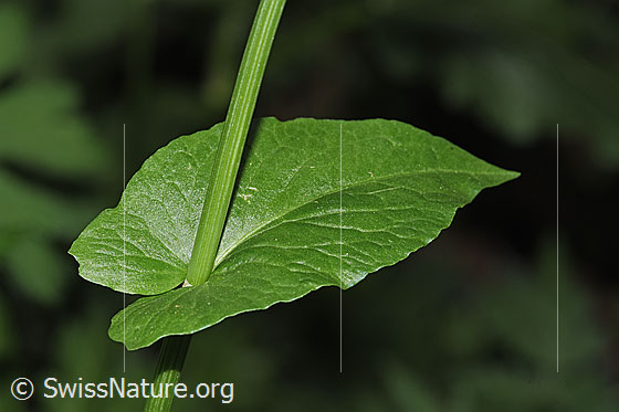 Foto: Berg-Sauerampfer (Rumex alpestris). Stängel und Stängelblatt.