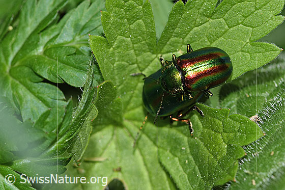 Foto: Wahrscheinlich Oreina speciosa (Blattkäfer). Länge 10mm. Ansicht von oben.
