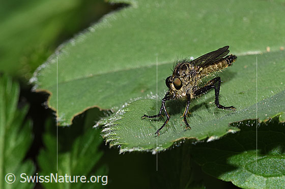 Foto: Berg-Raubfliege (Didysmachus picipes). 14 - 18mm. Männchen. Ansicht von seitlich vorne