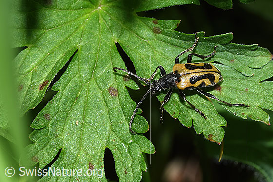 Schwarzhörniger Fleckenbock (Brachyta interrogationis)