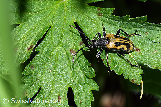 Foto: Schwarzhörniger Fleckenbock (Brachyta interrogationis). Länge 9 - 18mm. Ansicht von seitlich oben.