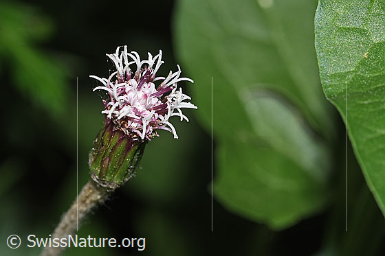 Photo: Homogyne alpina. Blossom. View from the side.