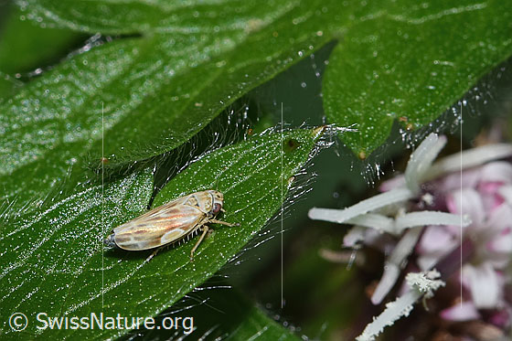 Bergblattzikade (Erythria manderstjernii)