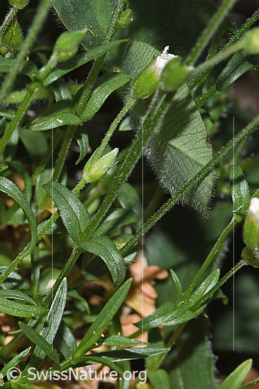 Foto: Wahrscheinlich Aufrechtes Acker-Hornkraut (Cerastium arvense ssp. strictum). Stängel und Stängelblätter.
