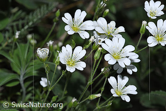 Foto: Wahrscheinlich Aufrechtes Acker-Hornkraut (Cerastium arvense ssp. strictum). Blüten.