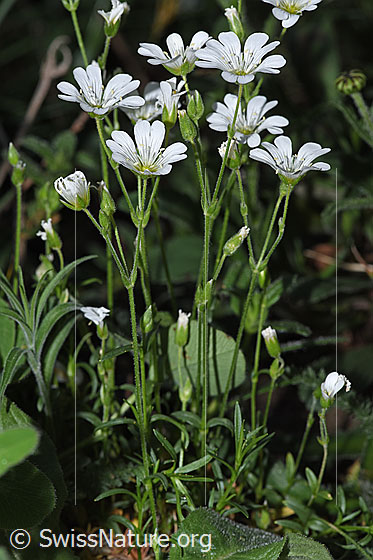 Foto: Wahrscheinlich Aufrechtes Acker-Hornkraut (Cerastium arvense ssp. strictum). Ganze Pflanze (Habitus).