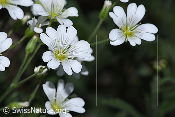 Aufrechtes Acker-Hornkraut (Cerastium arvense ssp. strictum)