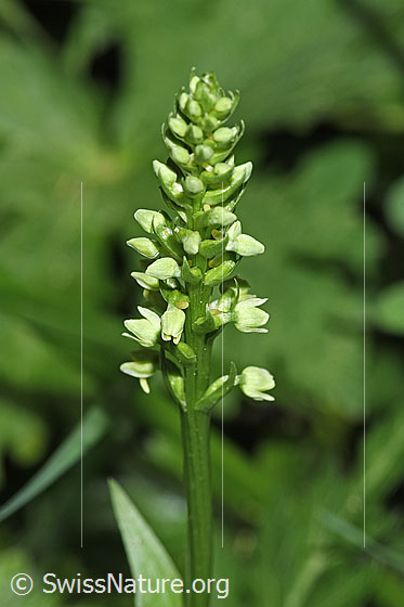 Foto: Weisszunge (Pseudorchis albida). Blütenstand.