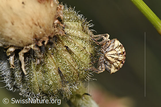 Photo: Odontotarsus purpureolineatus (Scutelleridae) on flower. Length: 10mm. View from the front.