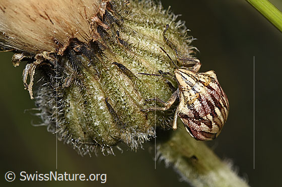 Foto: Odontotarsus purpureolineatus (Schildwanze) an Blume. Länge: 10mm. Ansicht von vorne oben.