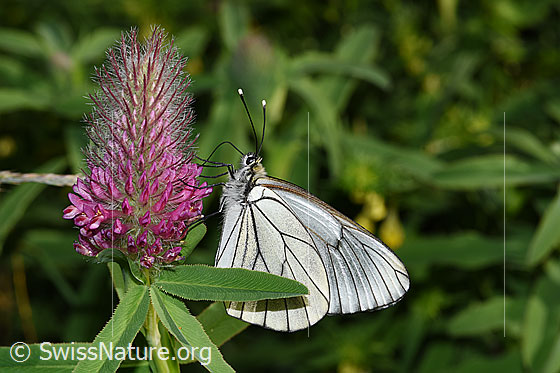 Foto: Baumweissling (Aporia crataegi) an Purpur-Klee (Trifolium rubens). Flügel geschlossen. Ansicht von der Seite.