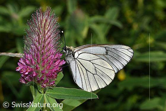 Foto: Baumweissling (Aporia crataegi) an Purpur-Klee (Trifolium rubens). Flügel geschlossen. Ansicht von der Seite.