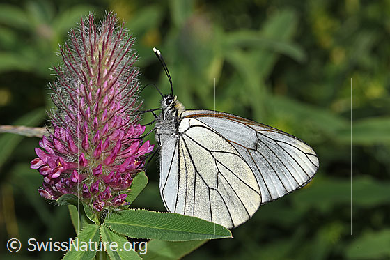 Foto: Baumweissling (Aporia crataegi) an Purpur-Klee (Trifolium rubens). Flügel geschlossen. Ansicht von der Seite.