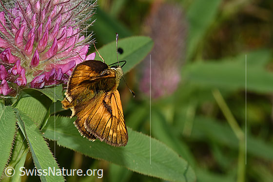 Foto: Rostfarbiger Dickkopffalter (Ochlodes sylvanus) auf Purpur-Klee (Trifolium rubens). Ansicht von hinten oben.