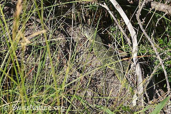Photo: Lacerta bilineata. The lizard lies well camouflaged among blades of grass on a tree trunk.