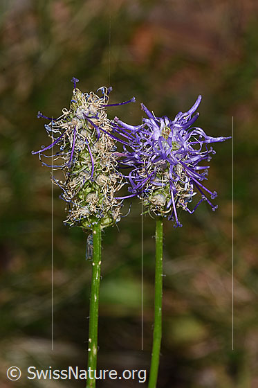 Photo: Phyteuma betonicifolium. Blossoms and stem.