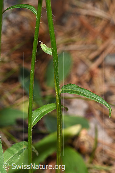 Foto: Betonienblättrige Rapunzel (Phyteuma betonicifolium). Stängel und Stängelblätter.