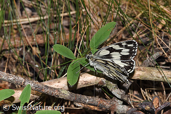 Foto: Schachbrett (Melanargia galathea). Flügel halb geöffnet. Ansicht von seitlich oben.
