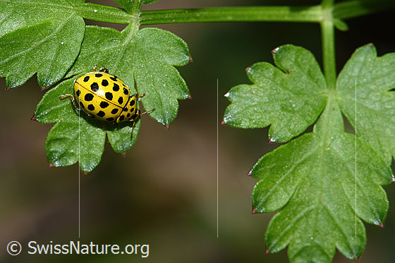 Foto: Zweiundzwanzigpunkt-Marienkäfer (Psyllobora vigintiduopunctata). Länge 3 - 4.5mm. Ansicht von oben.