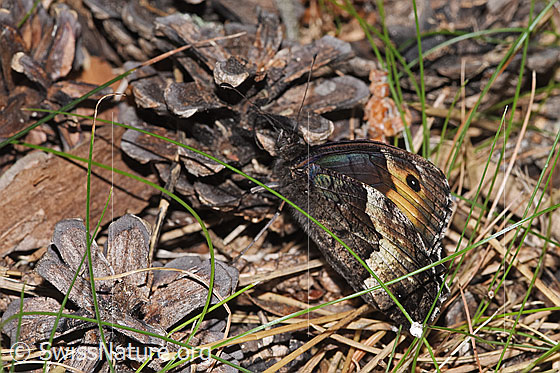 Foto: Walliser Waldportier (Hipparchia genava). Flügel geschlossen. Ansicht von seitlich hinten oben.