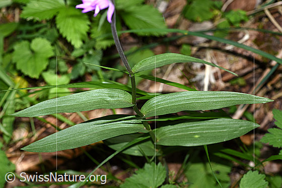 Foto: Rotes Waldvögelein (Cephalanthera rubra). Stängel und Blätter.