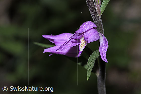 Foto: Rotes Waldvögelein (Cephalanthera rubra). Blüte. Ansicht von schräg vorne.