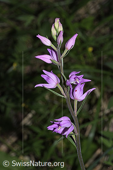 Foto: Rotes Waldvögelein (Cephalanthera rubra). Blütenstand.