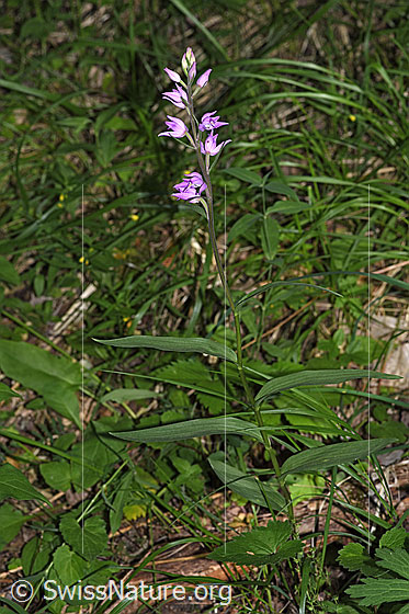 Foto: Rotes Waldvögelein (Cephalanthera rubra). Ganze Pflanze (Habitus). Höhe: 63cm.