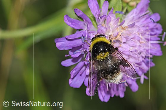 Foto: Hummel-Gebirgsschwebfliege (Sericomyia bombiformis auf Wald-Witwenblume (Knautia dipsacifolia). Länge 15mm. Ansicht von oben.