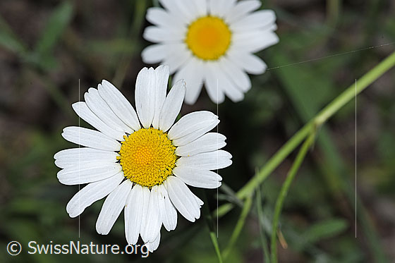 Foto: Gewöhnliche Wiesen-Margerite (Leucanthemum vulgare). Blüte. Ansicht von oben.