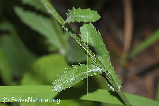 Foto: Gewöhnliche Wiesen-Margerite (Leucanthemum vulgare). Stängel und Stängelblätter.