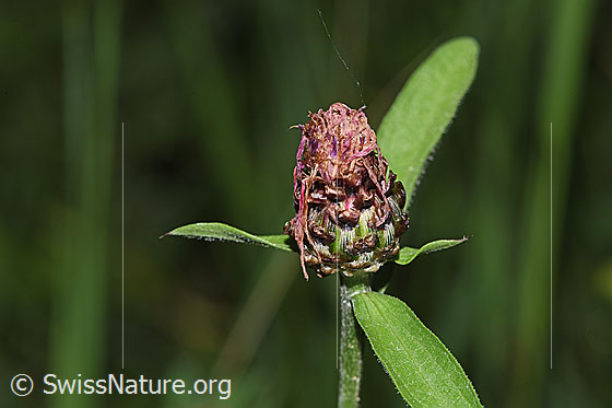 Foto: Wiesen-Flockenblume (Centaurea jacea). Verblühte Blüte.