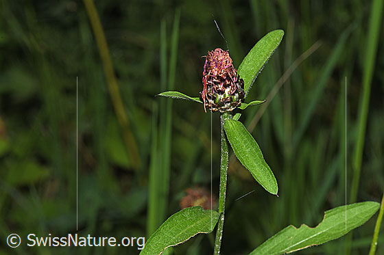 Foto: Wiesen-Flockenblume (Centaurea jacea). Verblühte Blüte, Stängel und Stängelblätter.