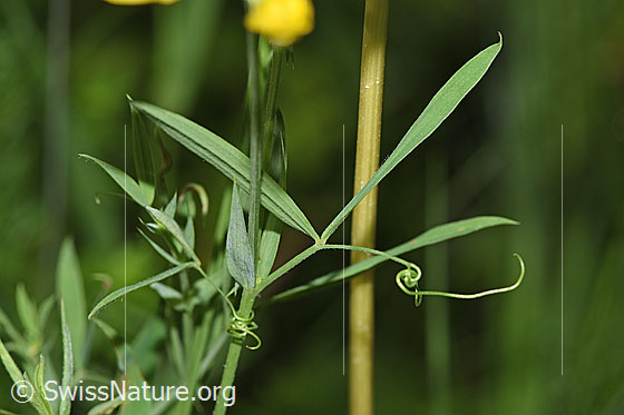 Foto: Wiesen-Platterbse (Lathyrus pratensis). Stängel und Blätter.