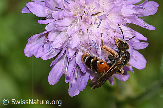 Foto: Knautien-Sandbiene (Andrena hattorfiana) auf Wald-Witwenblume (Knautia dipsacifolia). Länge 15mm. Weibchen. Ansicht von der Seite.