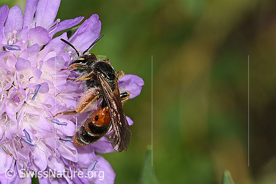 Foto: Knautien-Sandbiene (Andrena hattorfiana) auf Wald-Witwenblume (Knautia dipsacifolia). Länge 15mm. Weibchen. Ansicht von der Seite.
