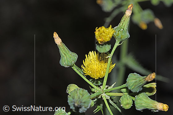 Foto: Raue Gänsedistel (Sonchus asper). Blüten.