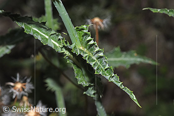 Foto: Raue Gänsedistel (Sonchus asper). Stängelblatt oben.