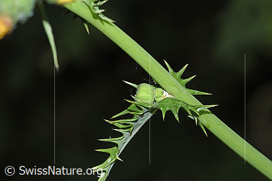 Foto: Raue Gänsedistel (Sonchus asper). Stängel und Stängelblatt.