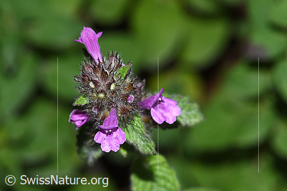 Wirbeldost (Clinopodium vulgare)