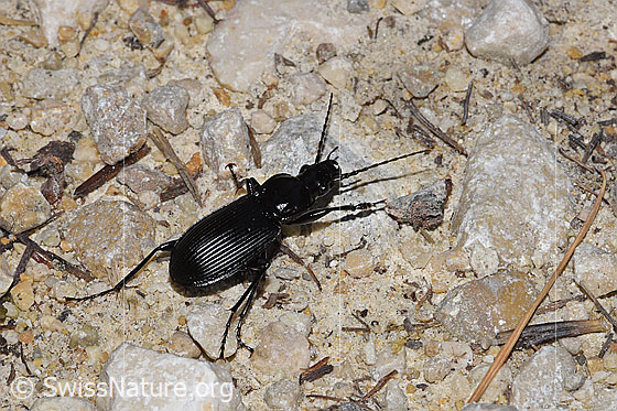 Foto: Grosser Grabkäfer (Pterostichus niger). Länge 20mm. Wird auch Gestreifter Schulterläufer genannt. Ansicht von oben.